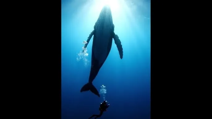 峡谷新程活动领不了 - 深蓝星球：探索海洋深处的未知世界